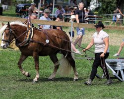 broodmare Feine Wälderin (Black Forest Horse, 2019, from Wilano)