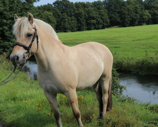 Pferd Aera (Fjordpferd, 2012, von Model Skovå)