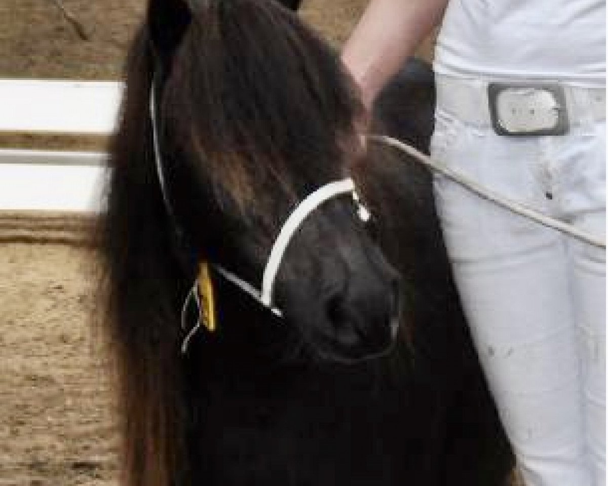 Zuchtstute Wijnanda van t Hoenderdaal (Shetland Pony,  , von Rick LH)