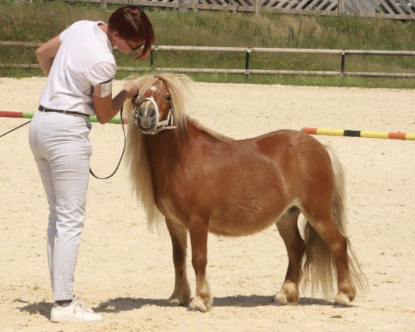 Zuchtstute Kenci van de Stadsrand (Shetland Pony, 2016, von Concorde of Sportview)