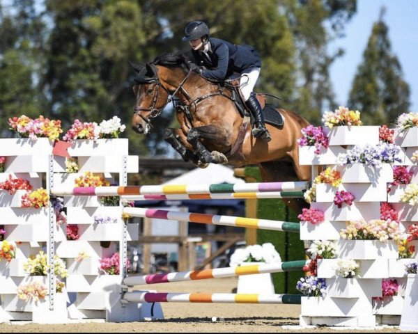 jumper Criterio Ls (German Riding Pony, 2014, from Vigo d'Arsouilles)