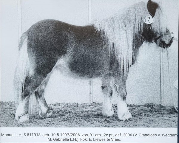 Pferd Manuel LH (Shetland Pony,  , von Grandioso van Wegdam)