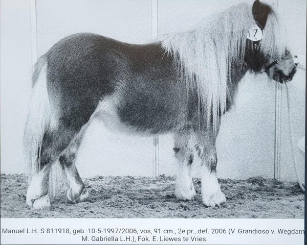 horse Manuel LH (Shetland Pony,  , from Grandioso van Wegdam)