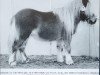 Pferd Manuel LH (Shetland Pony,  , von Grandioso van Wegdam)