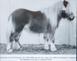 Pferd Manuel LH (Shetland Pony,  , von Grandioso van Wegdam)