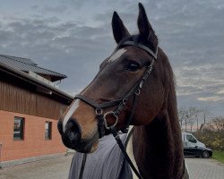 Springpferd Cünstlerin (Holsteiner, 2010, von Carrico)