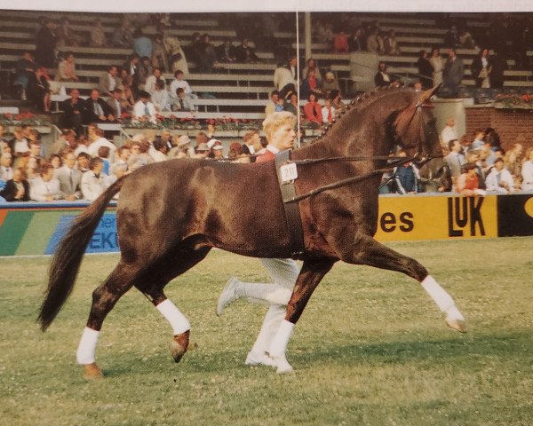 stallion Donnerhall 11 (Oldenburg, 1981, from Donnerwetter)