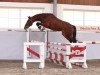 jumper Big Dream 6 (German Sport Horse, 2019, from Big Star)