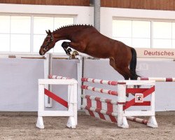 jumper Big Dream 6 (German Sport Horse, 2019, from Big Star)