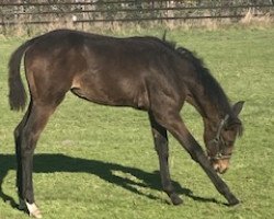 dressage horse Summer Vibes (Westphalian, 2022, from Sir Heinrich OLD)