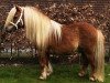 stallion Pacific van Bromishet (Shetland pony (under 87 cm), 2000, from Leandro van Stal Brammelo)