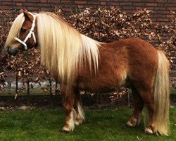 Deckhengst Pacific van Bromishet (Shetland Pony (unter 87 cm), 2000, von Leandro van Stal Brammelo)