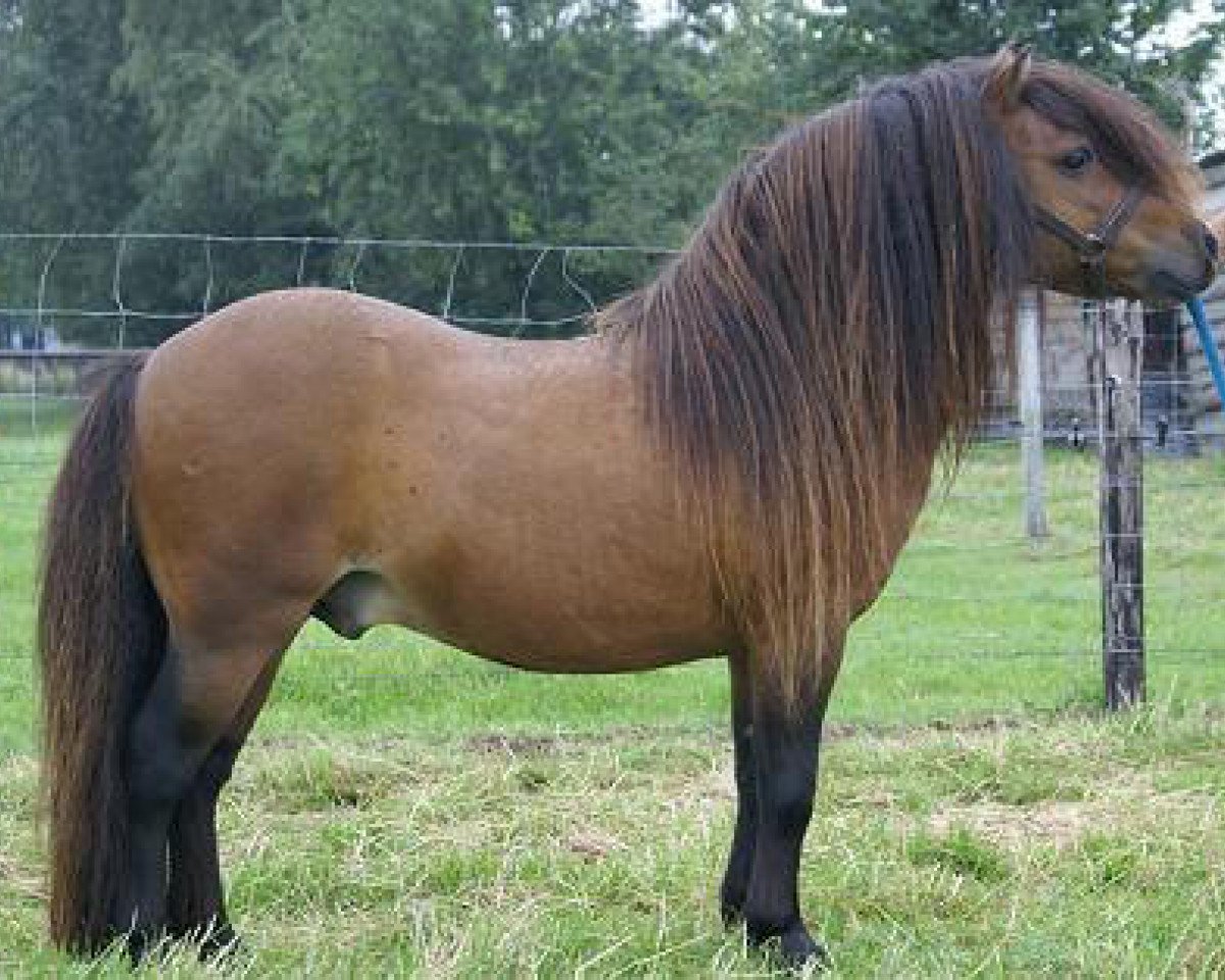 stallion Leandro van Stal Brammelo (Shetland Pony, 1996, from Goldwin van Wegdam)