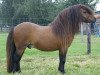 stallion Leandro van Stal Brammelo (Shetland Pony, 1996, from Goldwin van Wegdam)