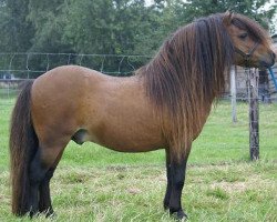 Deckhengst Leandro van Stal Brammelo (Shetland Pony, 1996, von Goldwin van Wegdam)