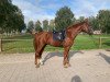 dressage horse Fedder (Westphalian, 2020, from First Deal)