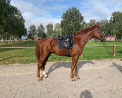 dressage horse Fedder (Westphalian, 2020, from First Deal)