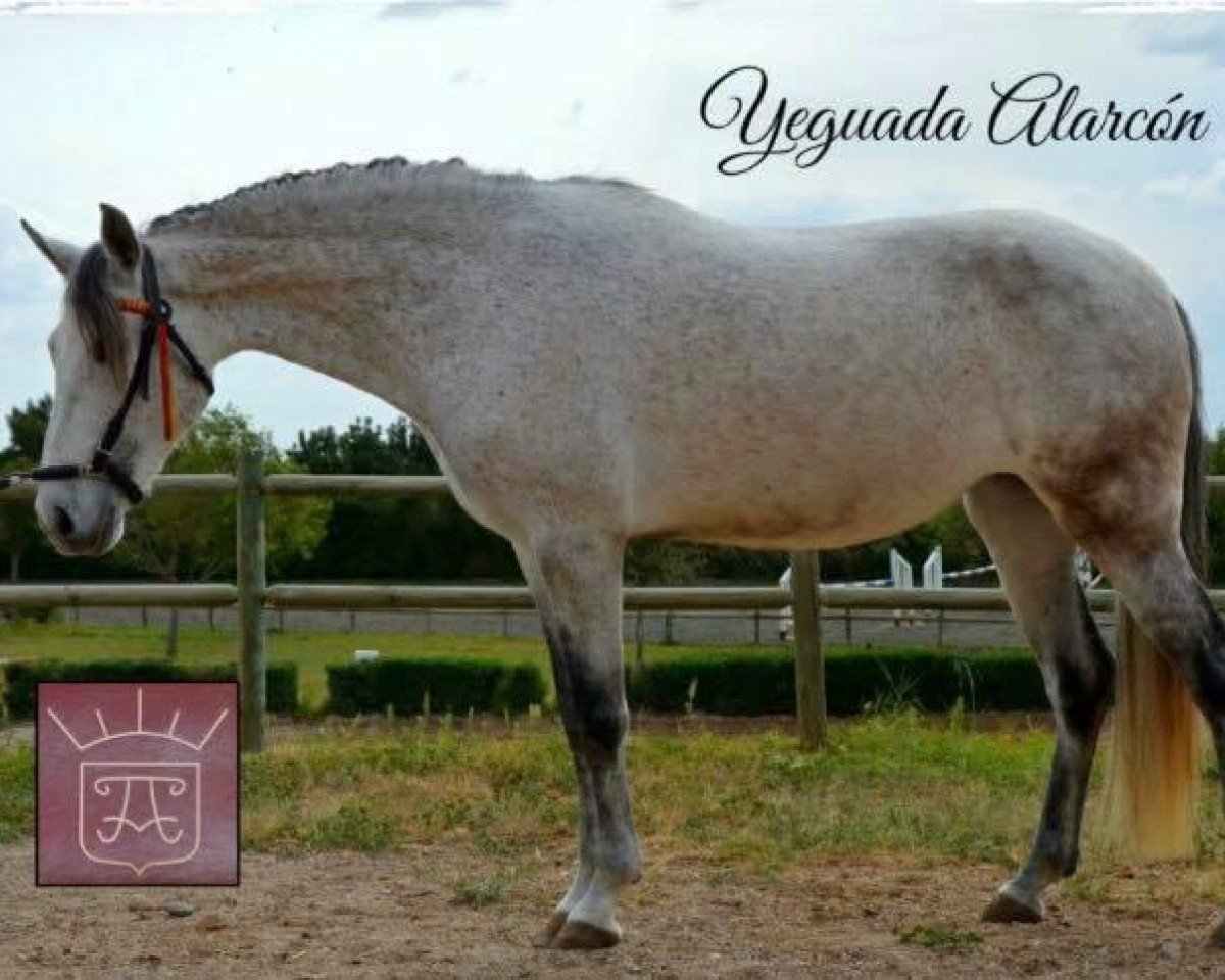 dressage horse Julia Alarcón (Pura Raza Espanola (PRE), 2009)
