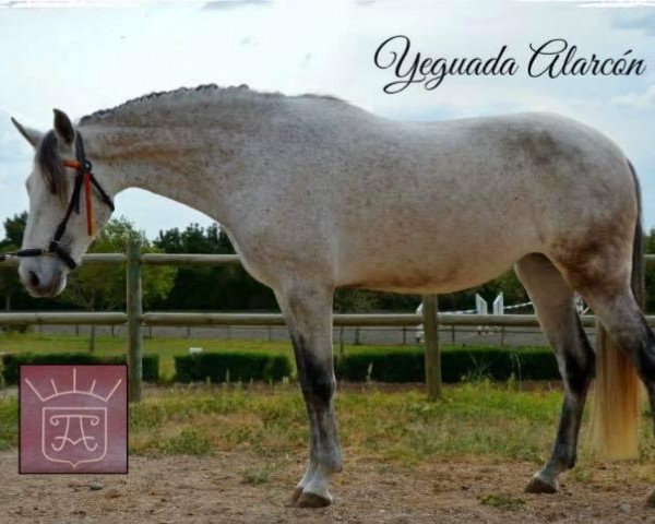 dressage horse Julia Alarcon (Pura Raza Espanola (PRE), 2009)