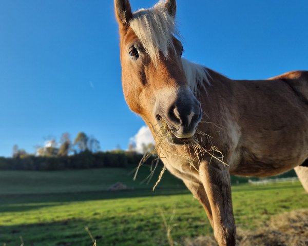 Springpferd Avanti M (Haflinger, 2012)