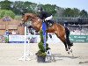 jumper Carriano (Swedish Warmblood, 2007, from Carthino Z)