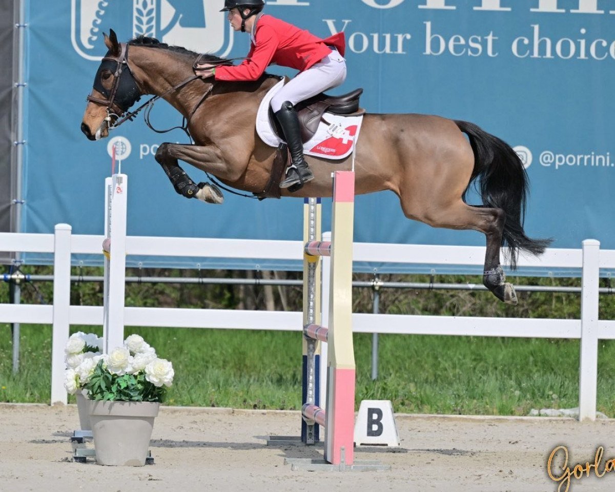 jumper Candy Von Hof (Swiss Warmblood, 2011, from HRH Colombardo)