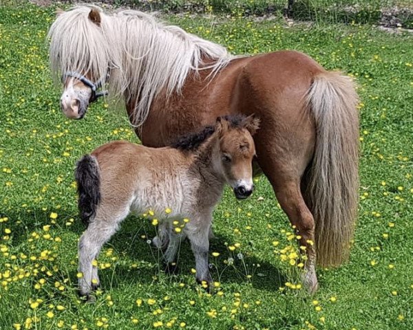 broodmare Mayflower of Sportview (Shetland Pony, 1997, from Expensive van Bromishet)