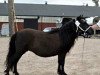 Zuchtstute Gaby LMN (Shetland Pony (unter 87 cm), 1992, von Tyfoon van de Kozakkenhoeve)