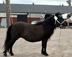 broodmare Gaby LMN (Shetland pony (under 87 cm), 1992, from Tyfoon van de Kozakkenhoeve)