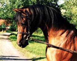 stallion Le Tigre AA (Anglo-Arabs, 1980, from Akbar ox)