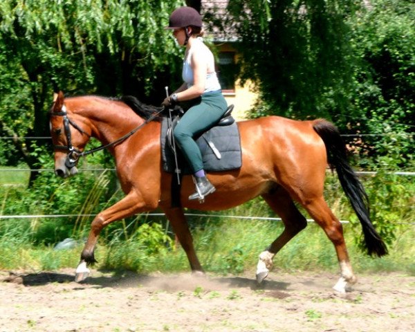 horse Horus 12 (Trakehner, 2005, from Le Tigre AA)