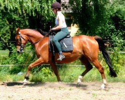 horse Horus 12 (Trakehner, 2005, from Le Tigre AA)