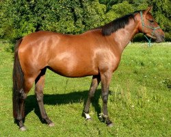 broodmare Vestea (Trakehner, 2005, from Le Tigre AA)