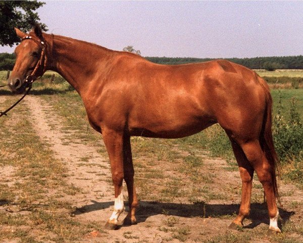 Zuchtstute Verehrung (Trakehner, 1988, von Goldregen II)