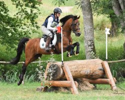 stallion Haskar del Chapulin AA (Anglo-Arabs, 2005, from Askar AA)