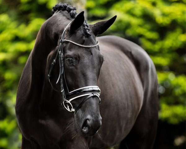 broodmare Feldtaube (Trakehner, 2009, from Gribaldi)