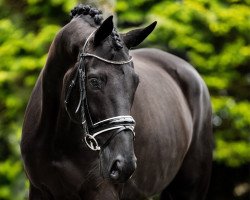 broodmare Feldtaube (Trakehner, 2009, from Gribaldi)