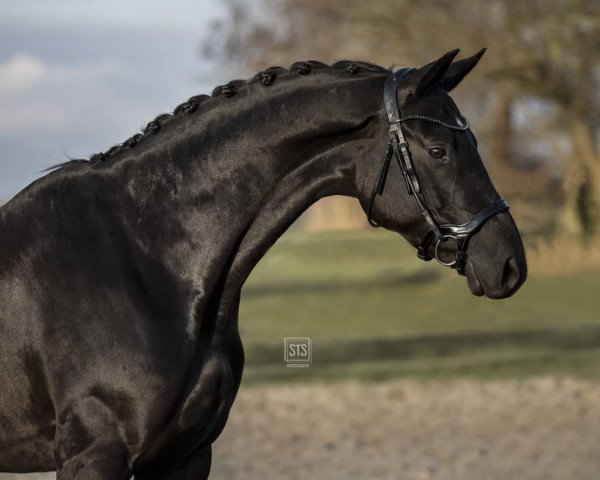 dressage horse Feldprinzessin (Trakehner, 2015, from Prinz K3)