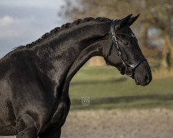 horse Feldprinzessin (Trakehner, 2015, from Prinz K3)