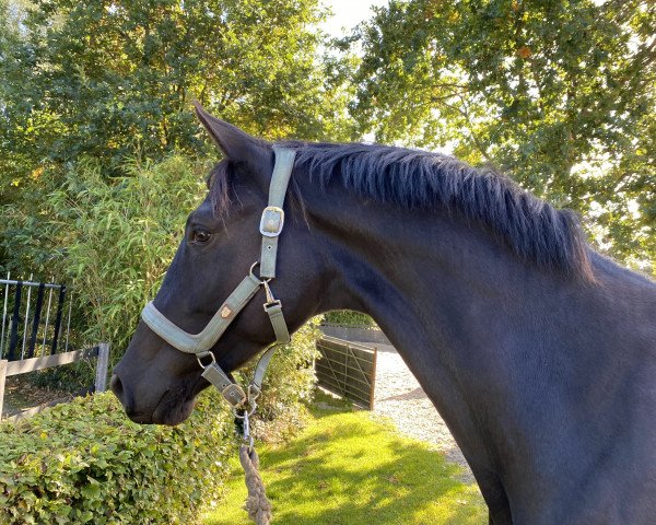 dressage horse Ferrero Noir (Trakehner, 2020, from Schwarzgold)