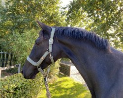 horse Ferrero Noir (Trakehner, 2020, from Schwarzgold)