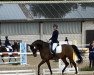 dressage horse Sir Firegold E (Oldenburg, 2013, from Sir Fidergold)