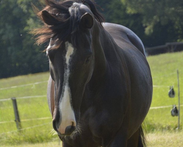 Springpferd Linus H (Deutsches Sportpferd, 2009, von Levistano)