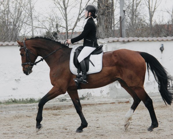 broodmare Gladys 88 (German Sport Horse, 2006, from Graf Top)