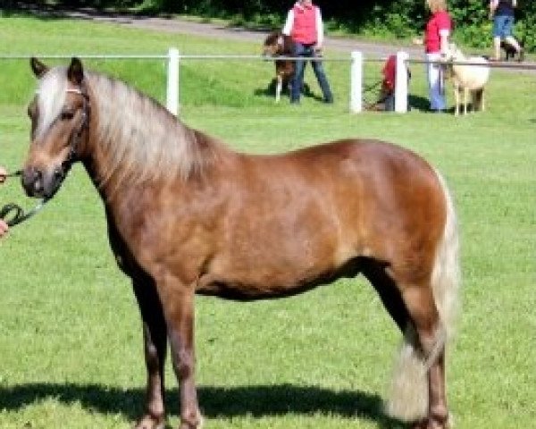 horse Jeff v. Clus (German Classic Pony, 2006, from Jo-Jo's Gold von Clus)