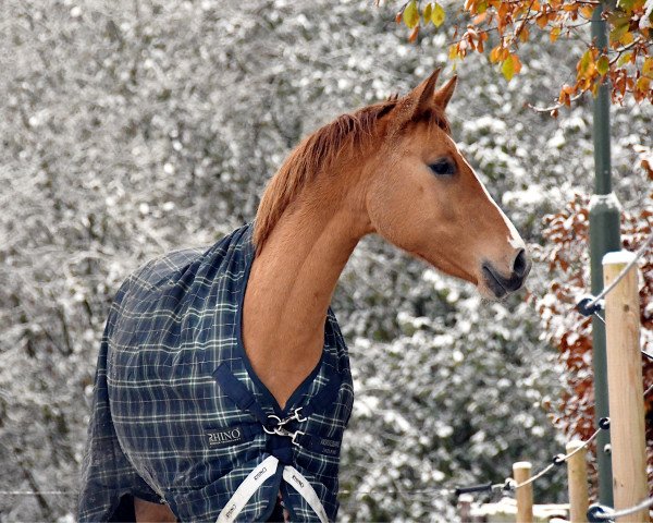 dressage horse Dolcina Mo (German Riding Pony, 2021, from Dating At NRW)