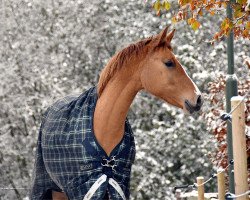 Pferd Dolcina Mo (Deutsches Reitpony, 2021, von Dating At NRW)