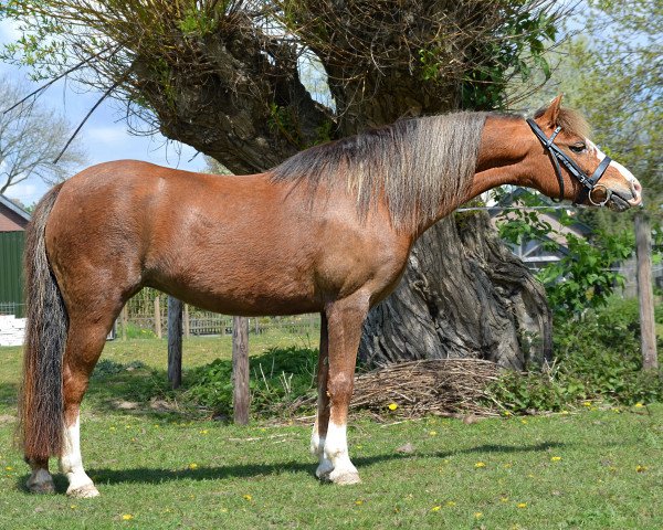 broodmare Kirsten (Welsh, 2005)