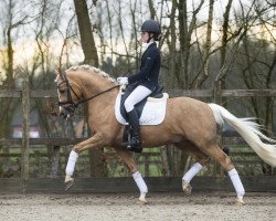 stallion Leuns Veld Winston Jr. (Nederlands Welsh Ridepony, 2014, from Leuns Veld's Winston)