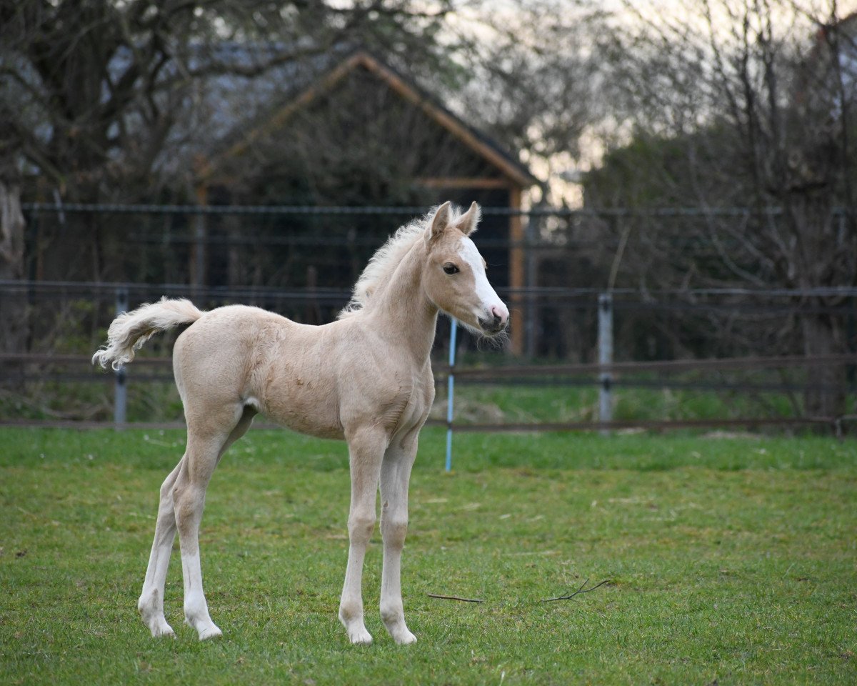 dressage horse Cupido's Nimue (Dutch riding horses and ponies with Arabic blood content, 2022, from Leuns Veld Winston Jr.)